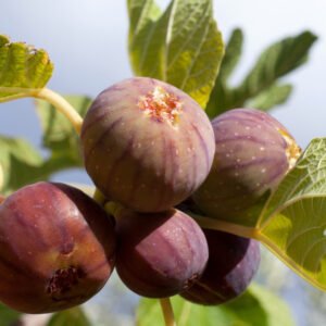 Fig