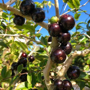 Jamboticaba
