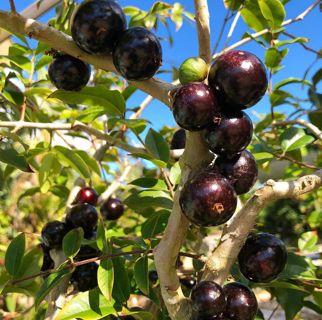 Jamboticaba