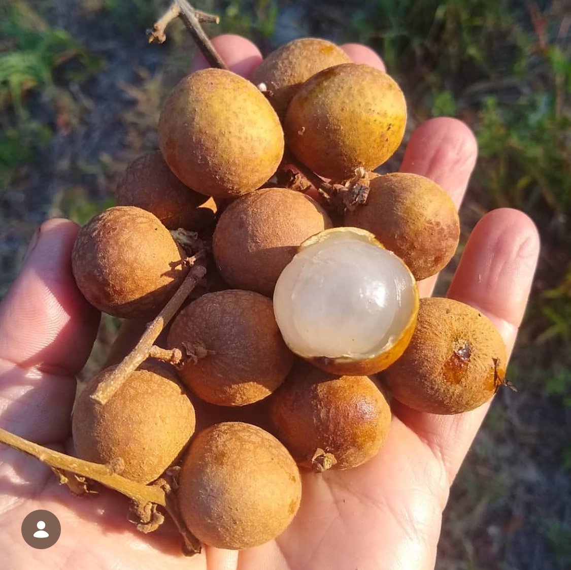 Double Longan