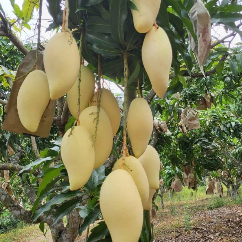 Nam Dok Mai (white) Live plants