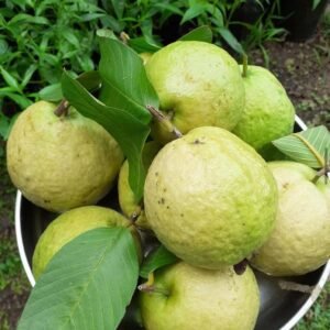 Guava