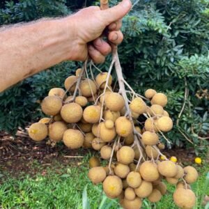 Longan