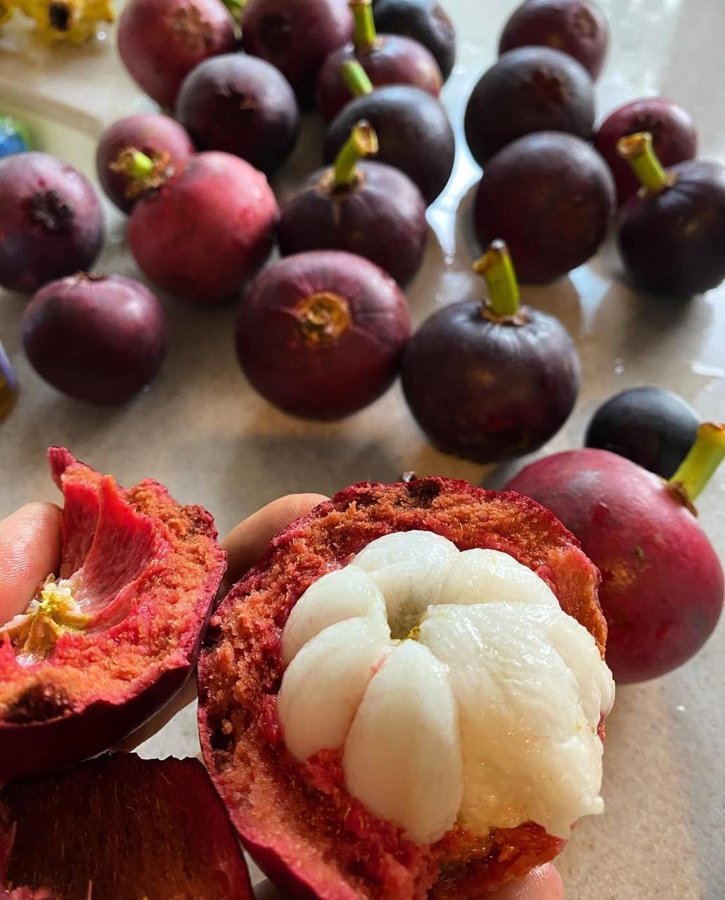 mangosteen