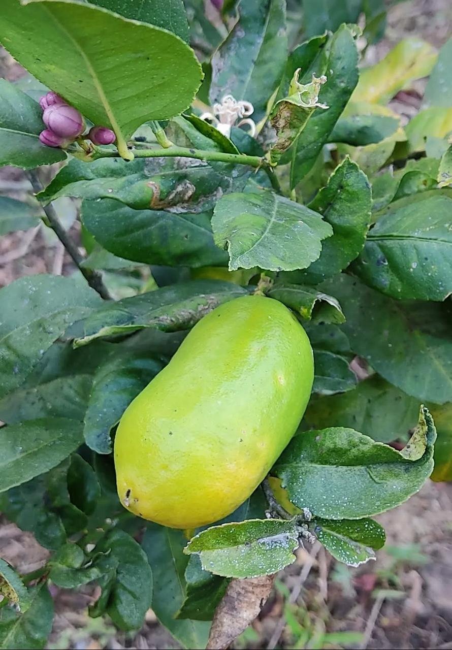 Assam Lemon live plant
