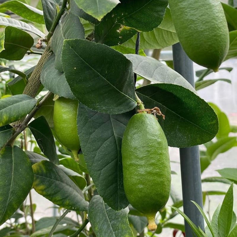 Assam Lemon live plant