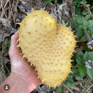 Soursop