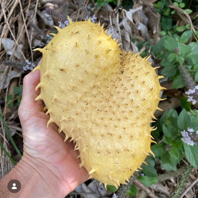 Soursop