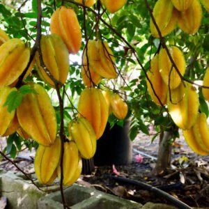 Star Fruit