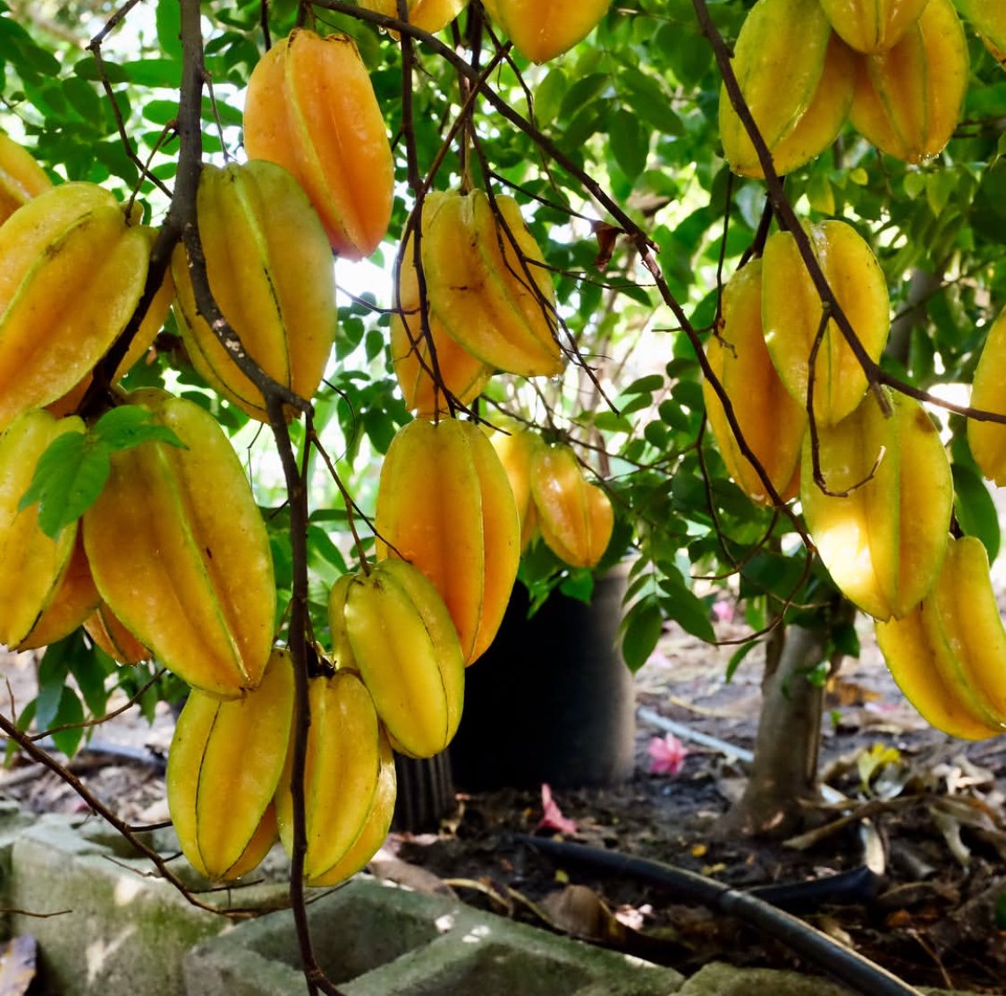 Star Fruit