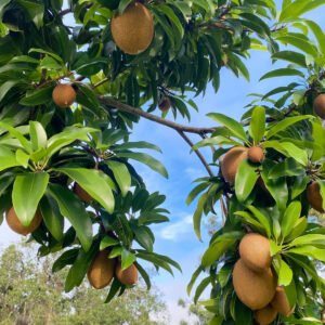 Sapota sapodilla
