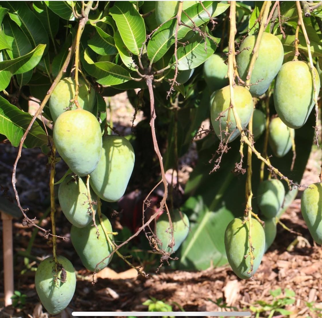 kalapadi mango live plants