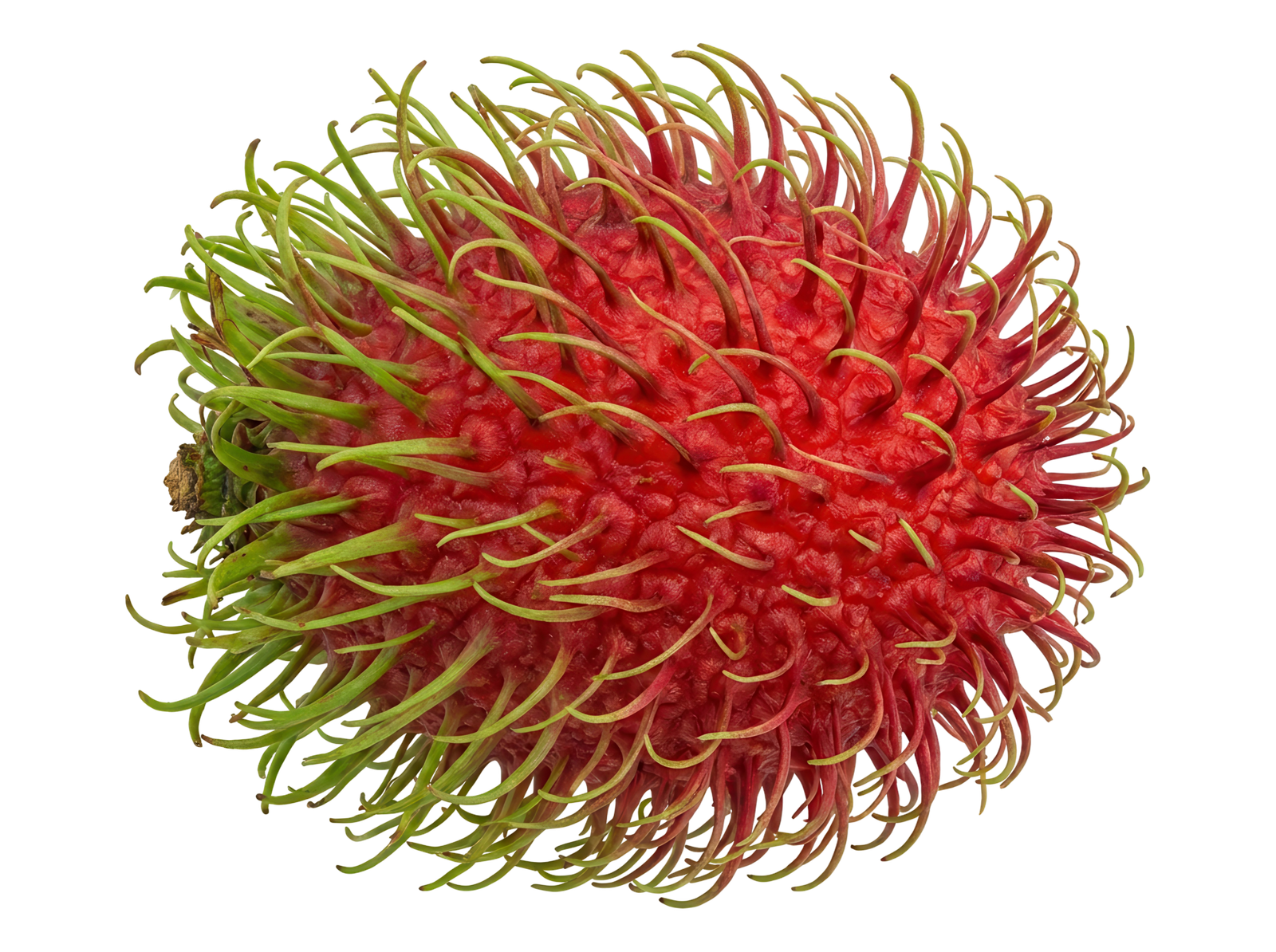 Rambutan